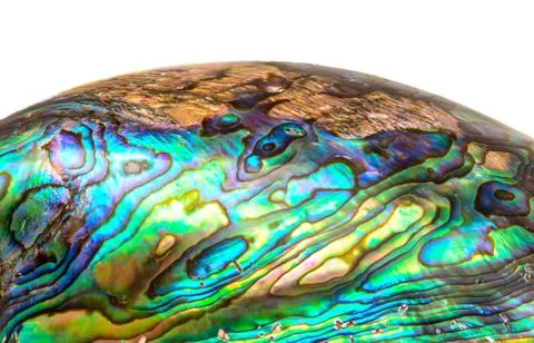 Paua Stock Photos
