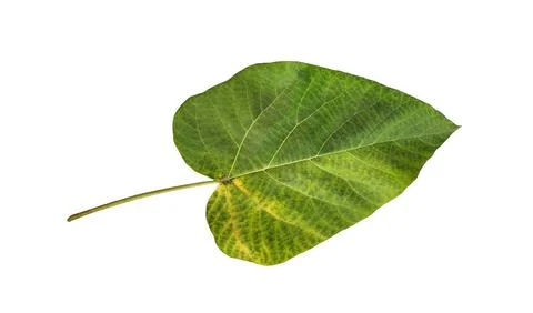 Paulownia leaf Stock Photos