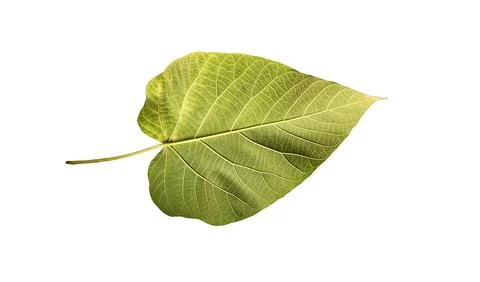 Paulownia leaf Foto stock
