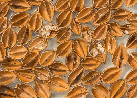 Paulownia open shells Stock Photos