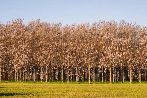 Paulownia tree forest with grass in front of the entrance. Stock Photos