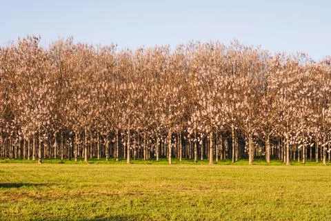 Paulownia tree forest with grass in front of the entrance. Stock Photos