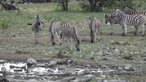 Paused herd scans; slight camera drift across faces — Part 16 Stock Footage 320845828
