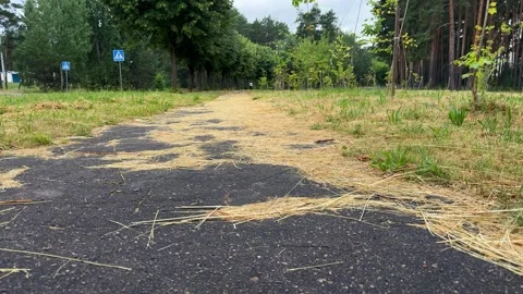 A paved asphalt path covered in scattered dry yellow straw leading  库存影片 339096744