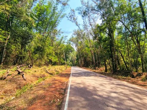 Paved asphalt road passing through a lush green tropical forest in Karnataka Stock Photos