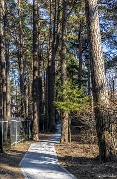 Paved concrete tile path in park among tall trees pines and firs in Svetlogorsk Foto stock