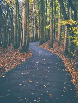 Paved Footpath Through A Forest Photos