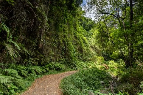 Paved footpath winding through dense rainforest in Cubo de La Galga Stock Photos