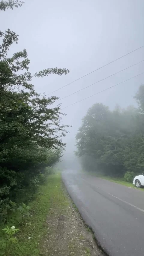 Paved Forest Road Vanishing Into Thick White Fog Stock Footage 339880715