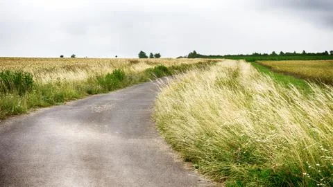 Paved lane on the countryside through cornfields 스톡 사진