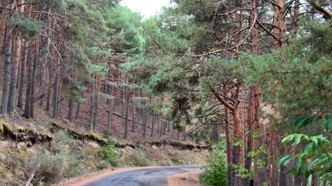Paved mountain road curving through a beautiful and serene evergreen woodland Stock Footage 345274871