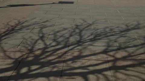 Paved outdoor surface with strong sunlight casting intricate, leafless tree.. Stock Footage 335642624