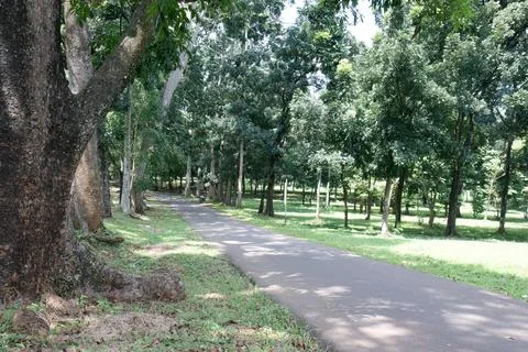 Paved Park Path with Large Trees and Bright Grass Stock Photos