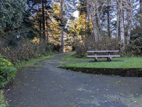 Paved park pathway dusted with green moss winds through tall trees Stock Photos