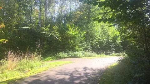 Paved park walking trail curving through bright green sunny woods Stock Footage 347254064
