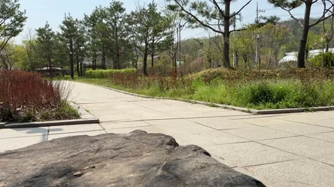 Paved Park Walkway with Pine Trees and Rock Foreground Stock Footage 338293615