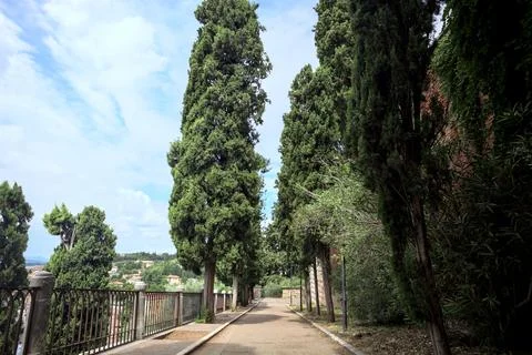 Paved path between cypresses Stock Photos