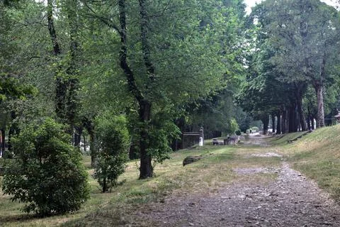 Paved path bordered by trees  and an embankment in a park Stock Photos