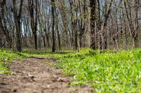 Paved path in the forest with beautiful grass Stock Photos