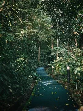 Paved path in a forest park. Stock Photos