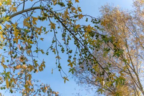 Paved path leads through a grassy field with wooden fences Photos