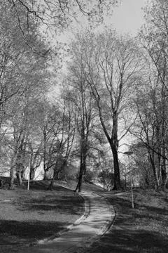 Paved path leads uphill through trees Stock Photos