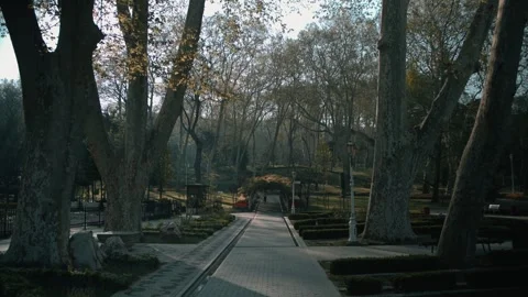 Paved Path Lined With Massive Plane Trees On Sunny Morning At Gulhane Park Stock Footage 337662250