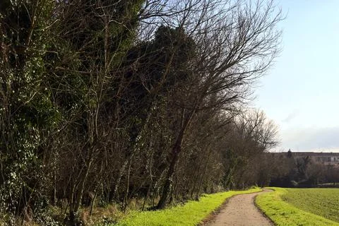 Paved path next to a field bordered by a grove on a sunny day in the italia.. Stock Photos