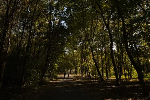 Paved path in a park area among tall green trees Foto stock