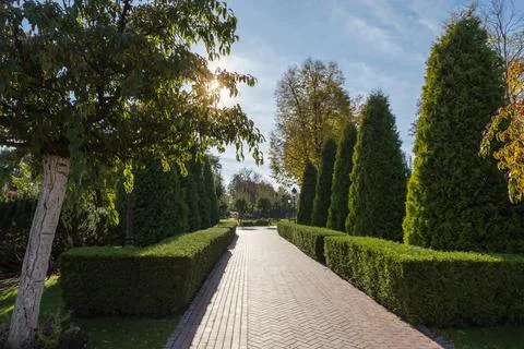Paved path in park with juniper hedge on both sides Stock Photos