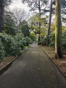 Paved Path Through a Lush Botanical Park in Spring Фото
