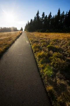 Paved path through meadow and forest, Hurricane Ridge, Olympic National Park. Stock Photos