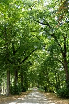 A paved path through tall plane trees Stock Photos