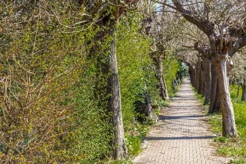 Paved path through the trees Stock Photos