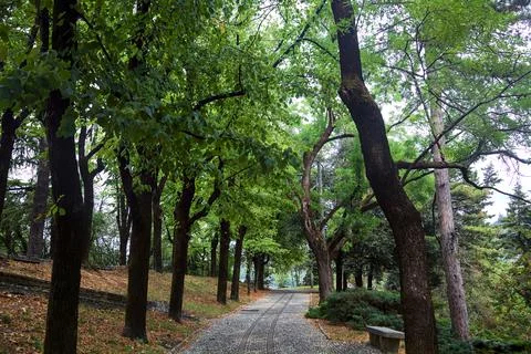 Paved path under a tree canopy in a park Stock Photos