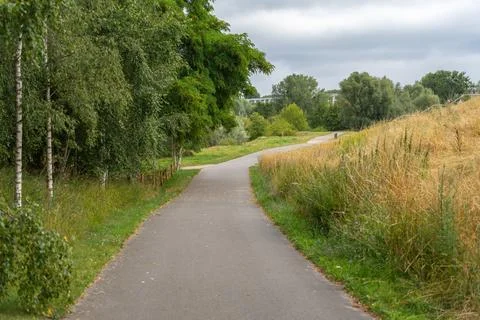 Paved Path Winds Past Birch Trees and Golden Grass Stock Photos