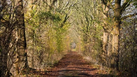 Paved pathway in autumn forest lined with tall trees and fallen yellow-brown Stock Footage 323359502