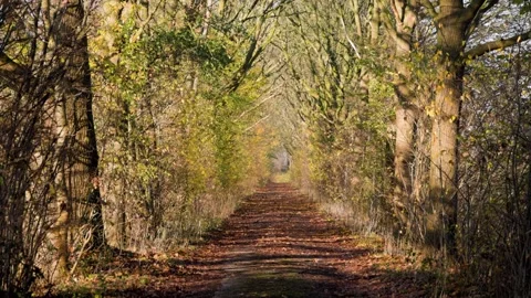 Paved pathway in autumn forest lined with tall trees and fallen yellow-brown Vídeos de archivo 323478928