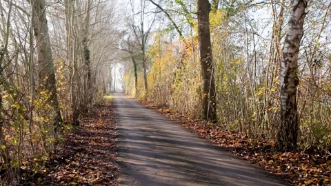 Paved pathway in autumn forest lined with tall trees and fallen yellow brown Video stock 324532472