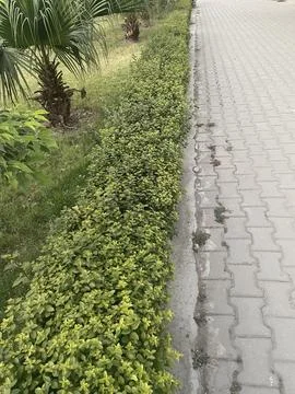 Paved Pathway Bordered by a Lush Green Hedge Stock Photos