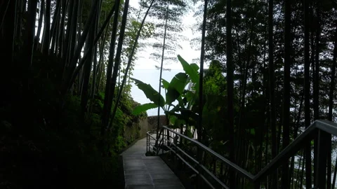 Paved Pathway Through Bamboo Forest Along Coast Video stock 347996431