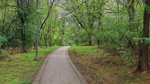 Paved pathway through green forest Foto stock
