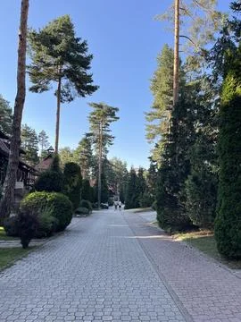 Paved Pathway Through Pine Trees and Landscaped Garden Stock Photos