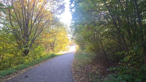 Paved Pathway Winding Through Lush Green And Autumn Forest Stock Footage 348218784
