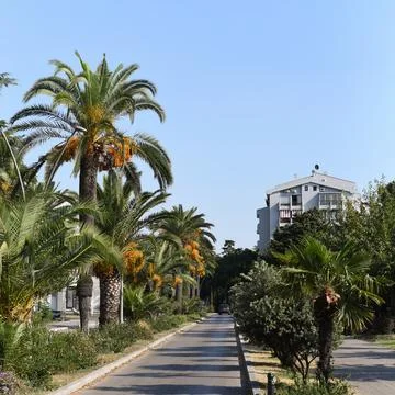 Paved pedestrian pathway lined with tall date palm trees in Bar, Montenegro Stock Photos