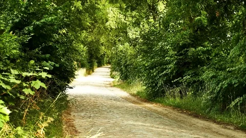 A paved road among trees Stock Footage 92332273
