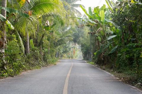 Paved road in the coconut Stock Photos