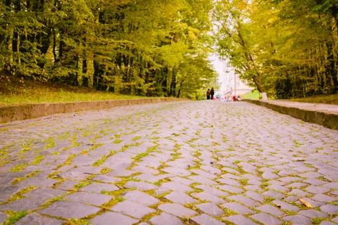 The paved road goes down to the bottom of which lies the yellow apple leaves. Stock Photos