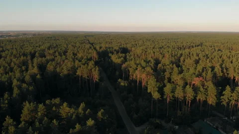A paved road in the middle of a summer forest during sunset. Stock Footage 169500478