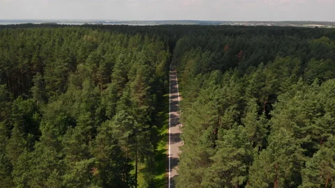 A paved road in the middle of a summer forest. Stock Footage 169503794